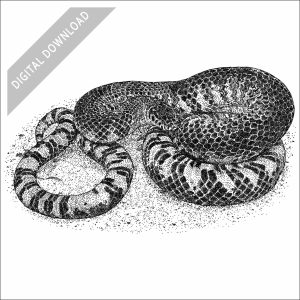 Eastern Mud Snake black and white drawing