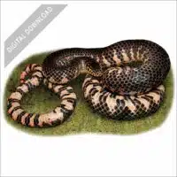 Eastern Mud Snake stock art drawing