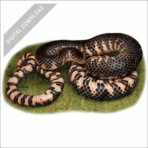 Eastern Mud Snake stock art drawing
