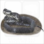 Eastern Ratsnake illustration