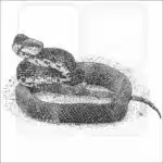 Eastern Ratsnake black and white drawing