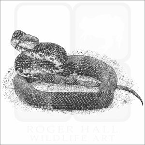 Eastern Ratsnake black and white drawing