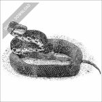 Eastern Ratsnake black and white drawing