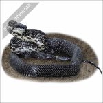 Eastern Rat Snake stock art drawing