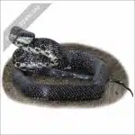 Eastern Rat Snake stock art drawing
