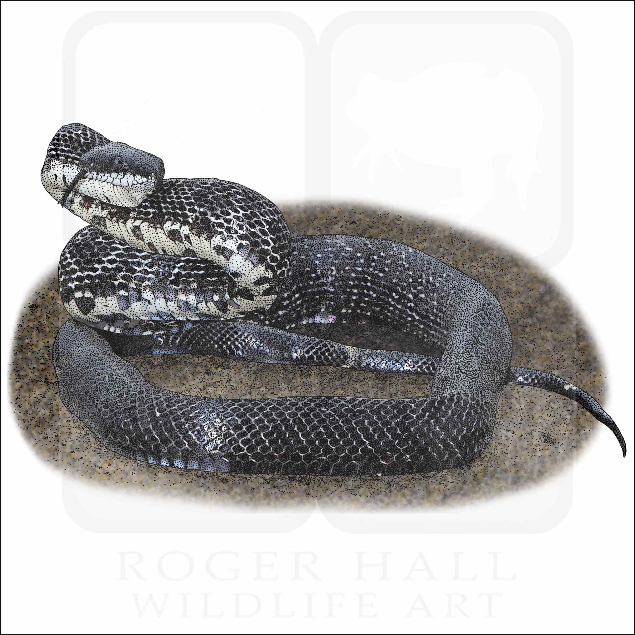 Eastern Ratsnake Eastern Ratsnake illustration