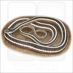 Eastern Ribbonsnake drawing