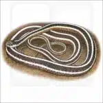 Eastern Ribbonsnake drawing