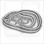 Eastern or Common Ribbonsnake black and white drawing