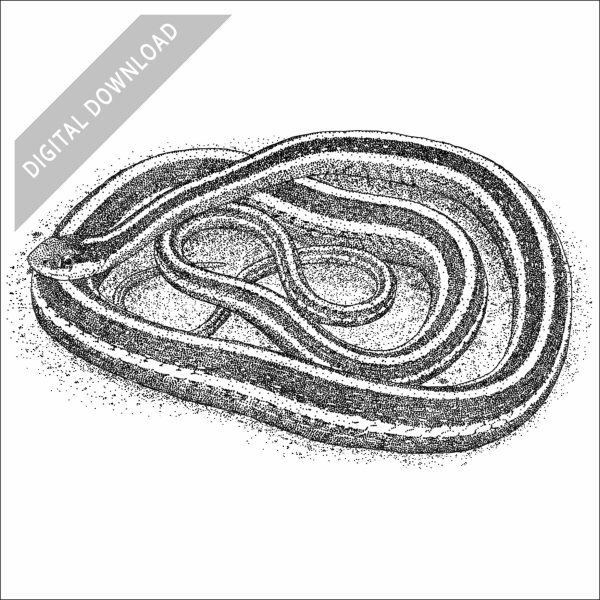 Eastern or Common Ribbonsnake black and white stock art drawing