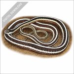 Eastern Ribbonsnake stock art drawing