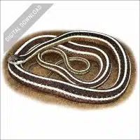Eastern Ribbonsnake stock art drawing