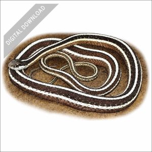 Eastern Ribbonsnake stock art drawing