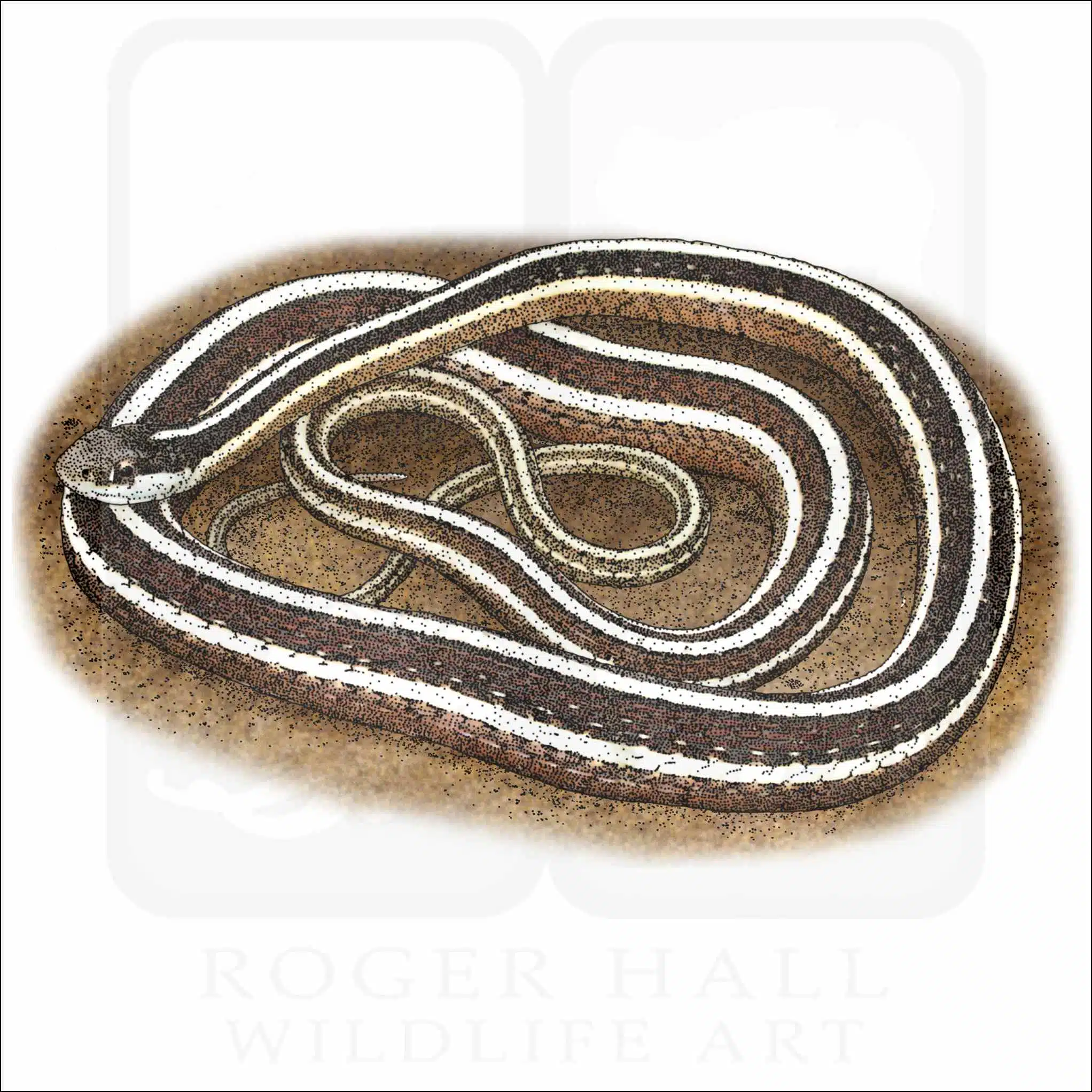 Eastern Ribbonsnake Eastern Ribbonsnake drawing