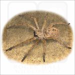 Giant Crab Spider illustration