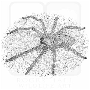 Giant Crab Spider or Huntsman Spider black and white drawing