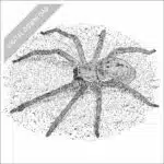 Giant Crab or Huntsman Spider black and white stock art drawing