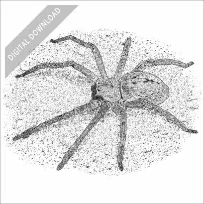 Giant Crab or Huntsman Spider black and white stock art drawing
