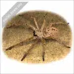 Giant Crab or Huntsman Spider