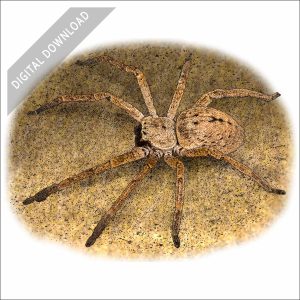 Giant Crab or Huntsman Spider