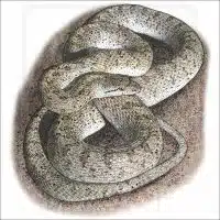 Glossy Snake drawing
