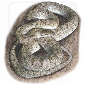 Glossy Snake drawing