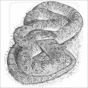 Glossy Snake black and white drawing