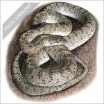 Glossy Snake stock art drawing