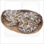 Great Plains Ratsnake drawing