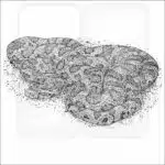Great Plains Ratsnake black and white drawing