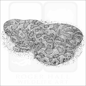 Great Plains Ratsnake black and white drawing