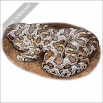 Great Plains Ratsnake stock art image
