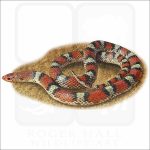 Northern Scarletsnake illustration