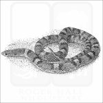 Northern Scarletsnake black and white drawing