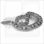 Northern Scarletsnake black and white drawing