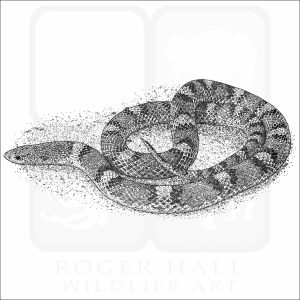 Northern Scarletsnake black and white drawing
