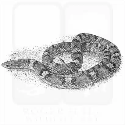 Northern Scarletsnake black and white drawing