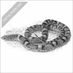 Northern Scarletsnake black and white stock art drawing