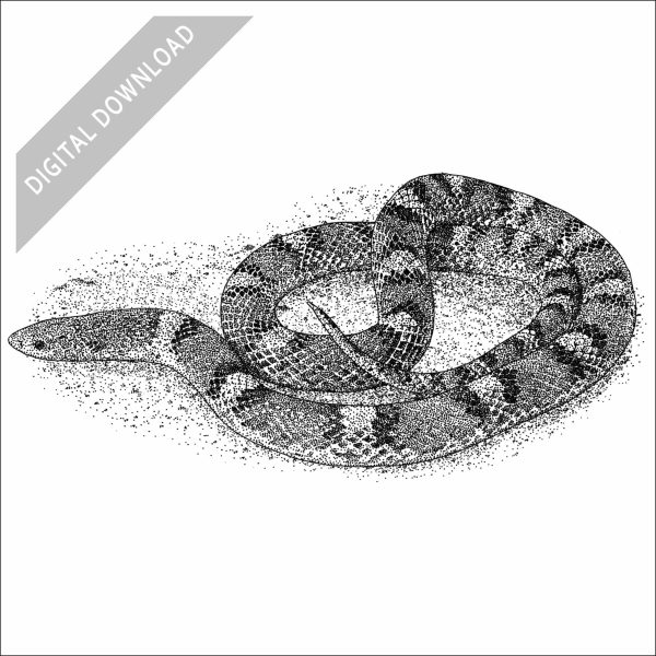 Northern Scarletsnake black and white stock art drawing