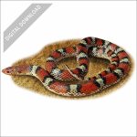 Northern Scarletsnake stock art image