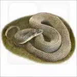 Plain-Bellied Watersnake illustration