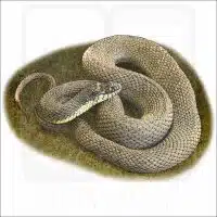 Plain-Bellied Watersnake illustration