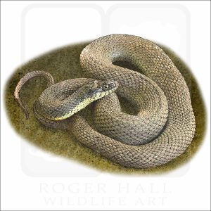 Plain-Bellied Watersnake illustration