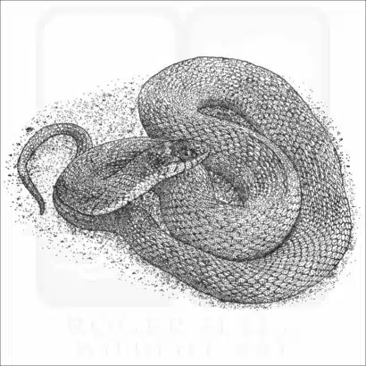 Plain-Bellied Watersnake black and white drawing