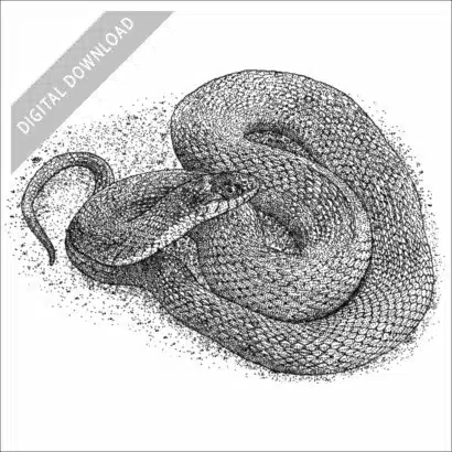 Plain-Bellied Watersnake black and white stock drawing