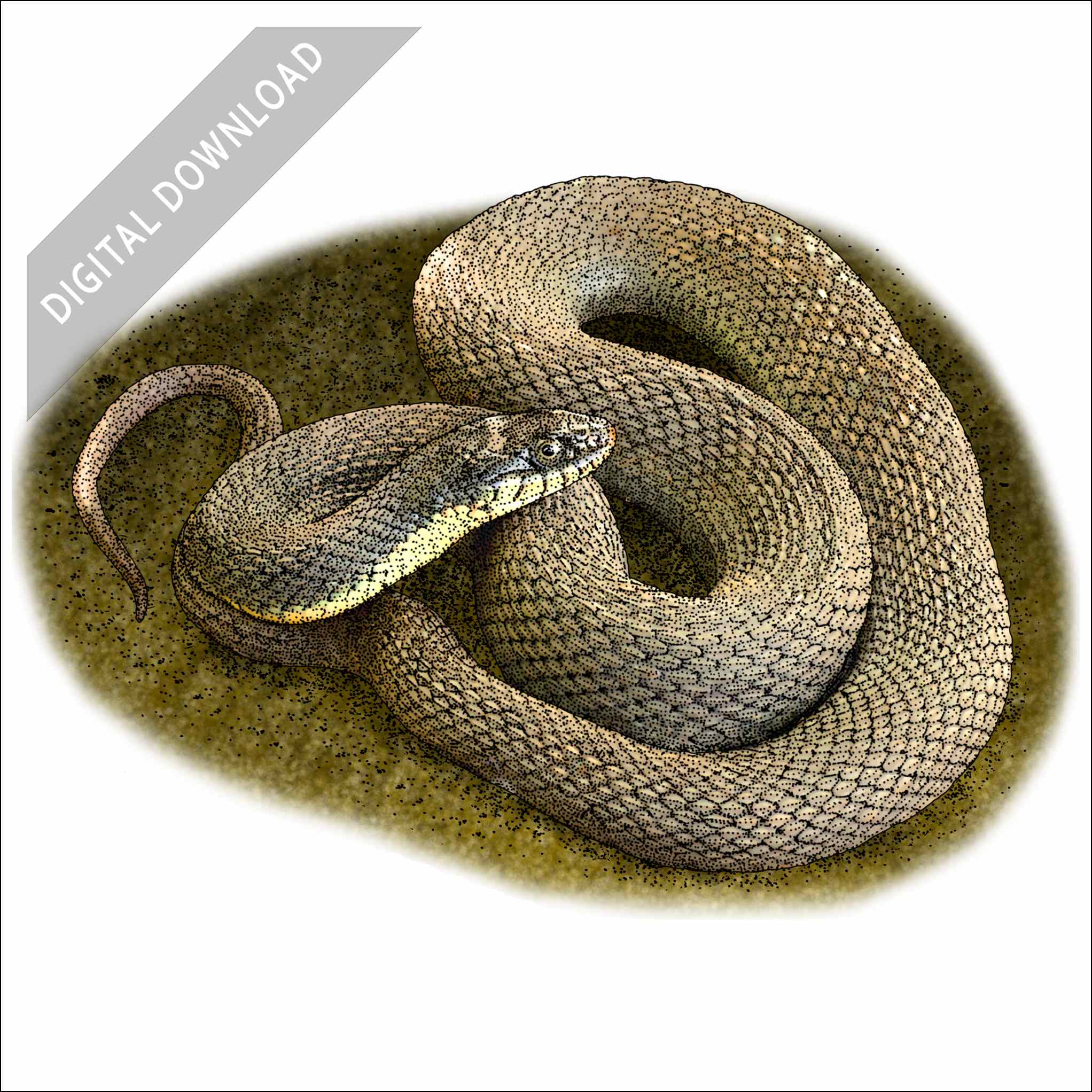 Plain-Bellied Watersnake Plain-Bellied Watersnake stock art drawing
