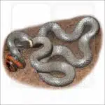 Ring-Necked Snake drawing