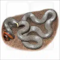 Ring-Necked Snake drawing