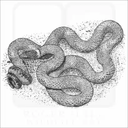 Ring-Necked Snake - Signed Fine Art Print - Image 2