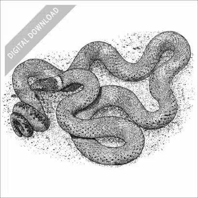 Ring-Necked Snake black and white stock art drawing